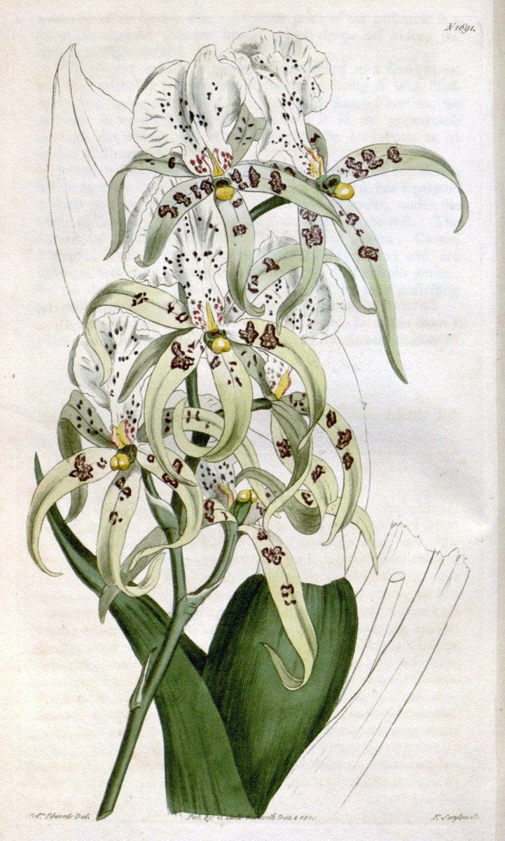 Curtis's botanical magazine. London ; New York [etc.] :Academic Press [etc.]. | "Botanical illustration" Botany Periodicals "Pictorial works" "Plants, Ornamental"  | Vintage Print Reproduction 450655