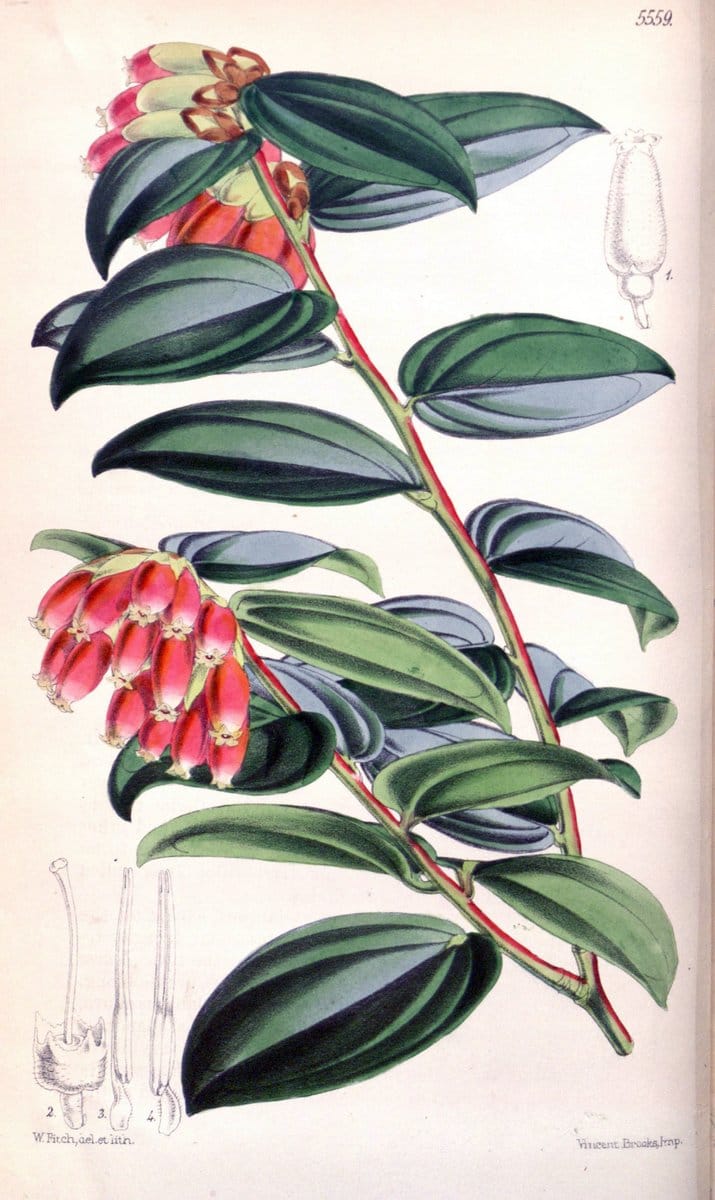 Curtis's botanical magazine. London ; New York [etc.] :Academic Press [etc.]. | "Botanical illustration" Botany Periodicals "Pictorial works" "Plants, Ornamental"  | Vintage Print Reproduction 450658