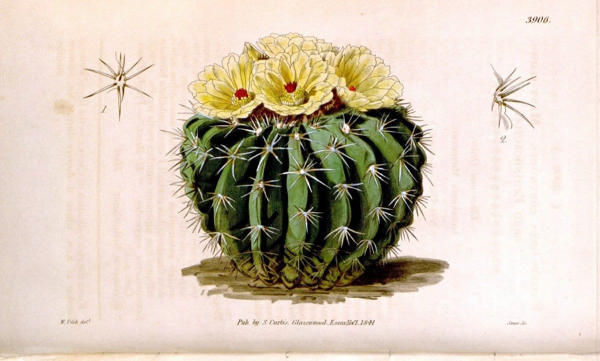 Curtis's botanical magazine. London ; New York [etc.] :Academic Press [etc.]. | "Botanical illustration" Botany Periodicals "Pictorial works" "Plants, Ornamental"  | Vintage Print Reproduction 450662