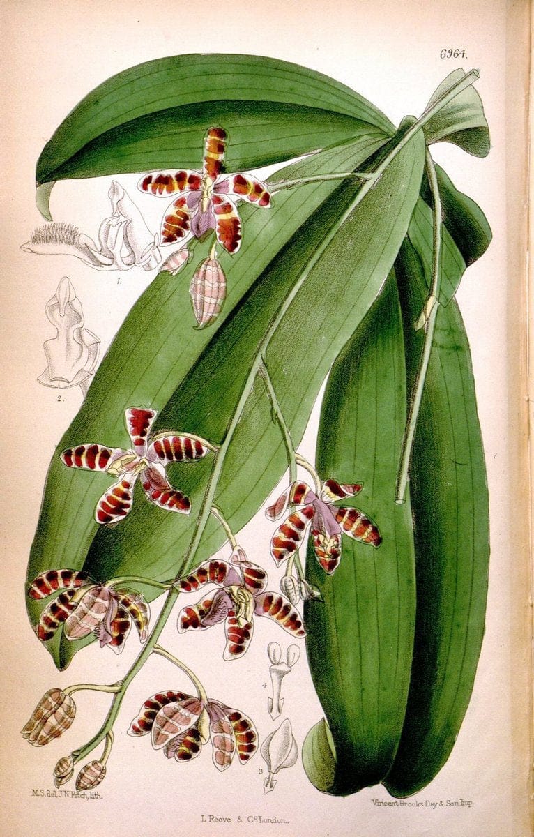Curtis's botanical magazine. London ; New York [etc.] :Academic Press [etc.]. | "Botanical illustration" Botany Periodicals "Pictorial works" "Plants, Ornamental"  | Vintage Print Reproduction 450664