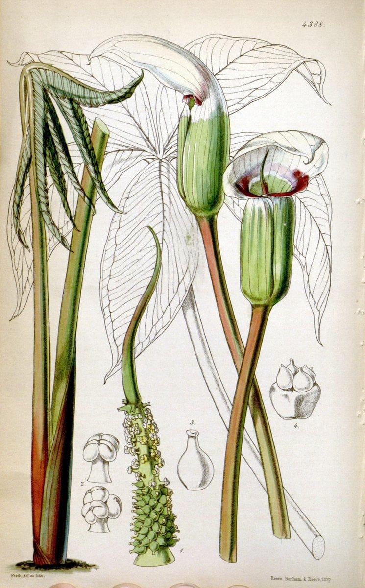 Curtis's botanical magazine. London ; New York [etc.] :Academic Press [etc.]. | "Botanical illustration" Botany Periodicals "Pictorial works" "Plants, Ornamental"  | Vintage Print Reproduction 450666