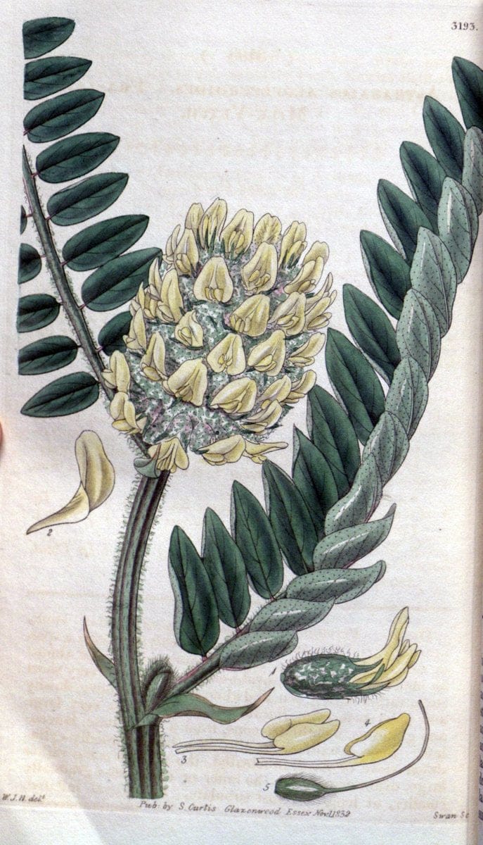 Curtis's botanical magazine. London ; New York [etc.] :Academic Press [etc.]. | "Botanical illustration" Botany Periodicals "Pictorial works" "Plants, Ornamental"  | Vintage Print Reproduction 450671