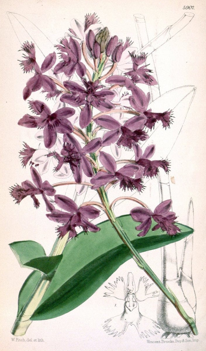 Curtis's botanical magazine..London ;New York [etc.] :Academic Press [etc.]. |  | Vintage Print Reproduction 450673