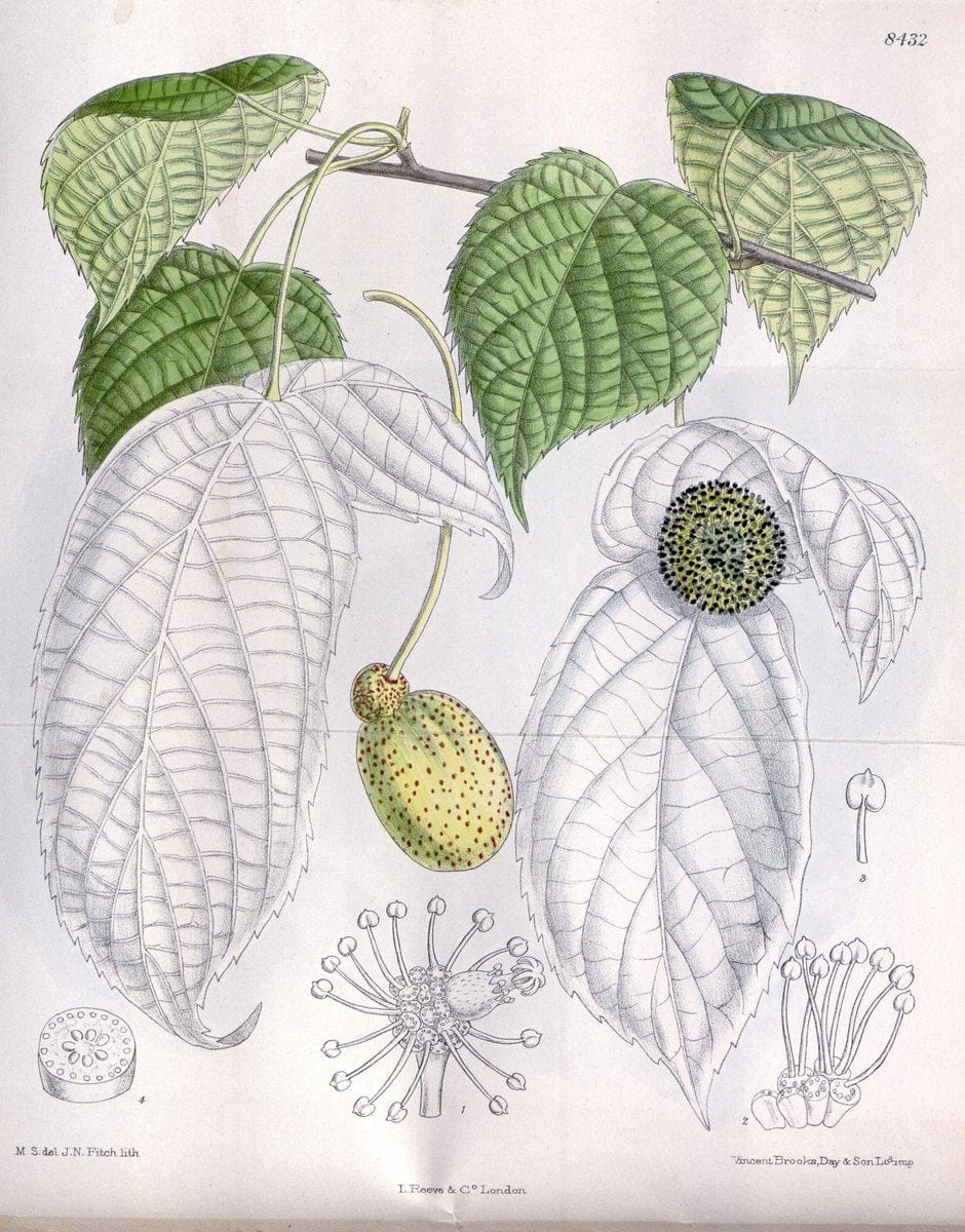 Curtis's botanical magazine. London ; New York [etc.] :Academic Press [etc.]. | "Botanical illustration" Botany Periodicals "Pictorial works" "Plants, Ornamental"  | Vintage Print Reproduction 450688