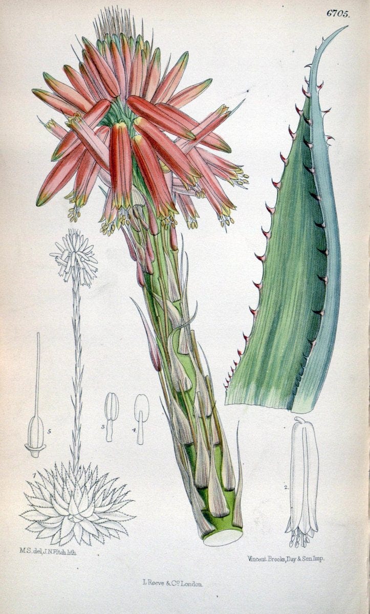Curtis's botanical magazine. London ; New York [etc.] :Academic Press [etc.]. | "Botanical illustration" Botany Periodicals "Pictorial works" "Plants, Ornamental"  | Vintage Print Reproduction 450691