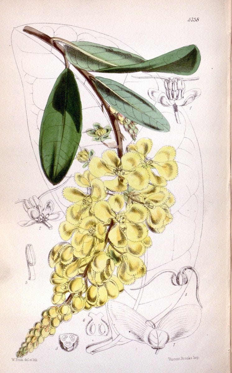 Curtis's botanical magazine. London ; New York [etc.] :Academic Press [etc.]. | "Botanical illustration" Botany Periodicals "Pictorial works" "Plants, Ornamental"  | Vintage Print Reproduction 450692