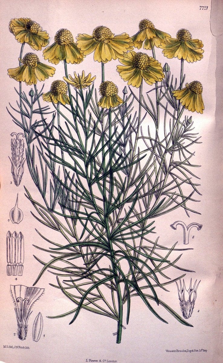 Curtis's botanical magazine. London ;New York [etc.] :Academic Press [etc.]. | Botany Periodicals "Pictorial works"  | Vintage Print Reproduction 450703