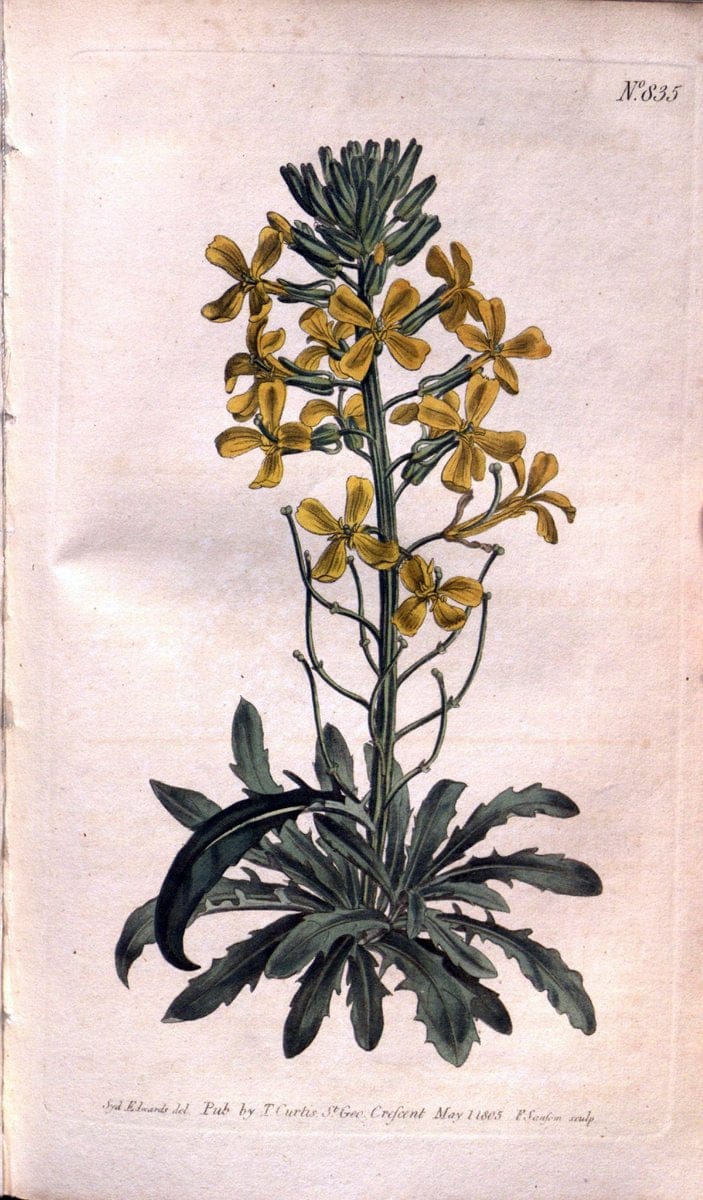 Curtis's botanical magazine. London ;New York [etc.] :Academic Press [etc.]. | Botany Periodicals "Pictorial works"  | Vintage Print Reproduction 450704