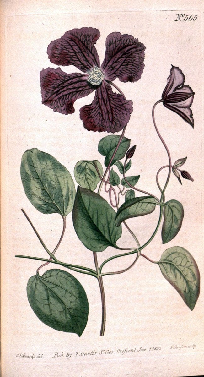 Curtis's botanical magazine. London ;New York [etc.] :Academic Press [etc.]. | Botany Periodicals "Pictorial works"  | Vintage Print Reproduction 450707