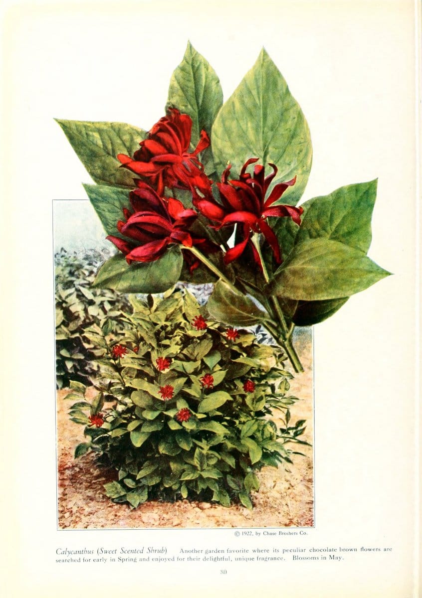 Chase fruit and flowers in natural colorsRochester, N.Y.,Chase brothers company[c1922] | Vintage Print Reproduction 450719