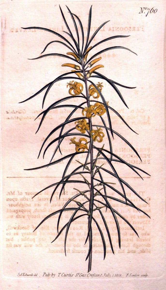Curtis's botanical magazine..London ;New York [etc.] :Academic Press [etc.]. |  | Vintage Print Reproduction 450729