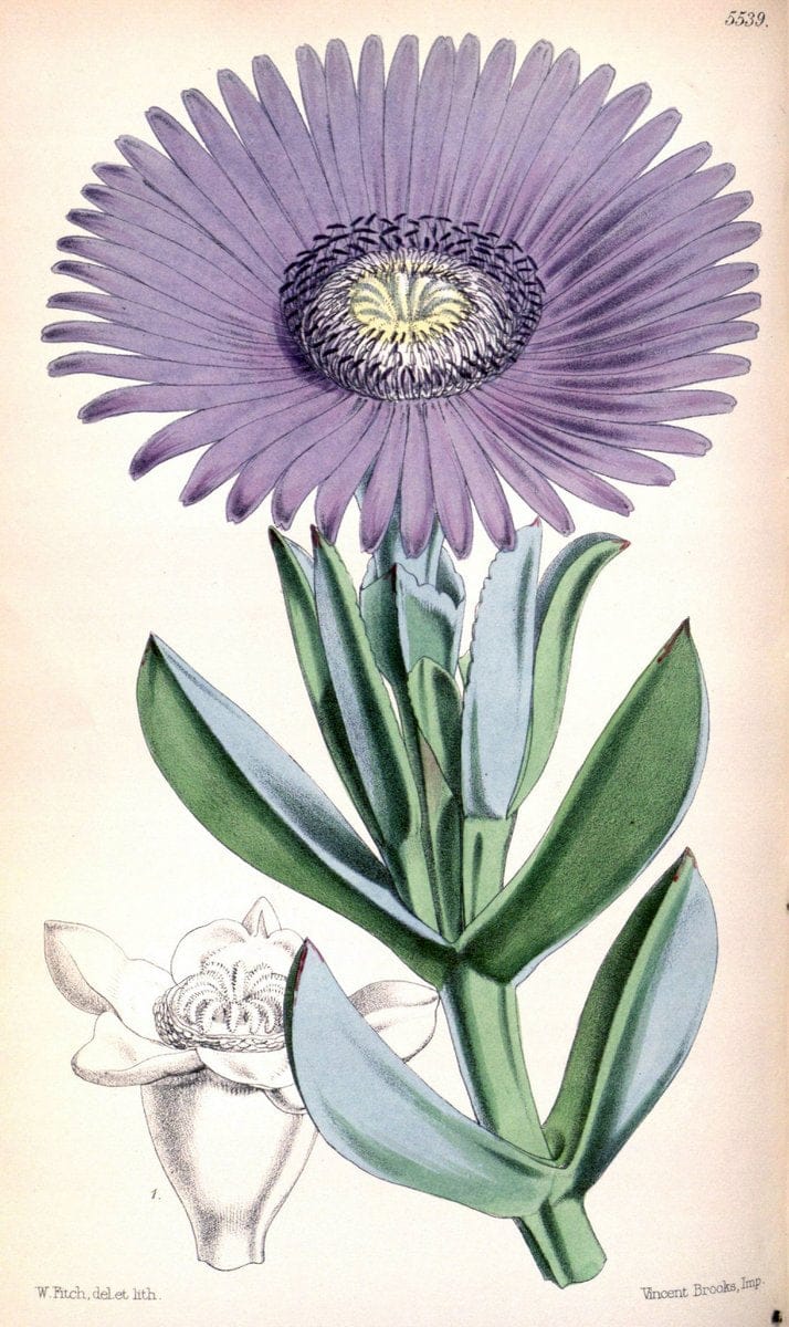 Curtis's botanical magazine. London ;New York [etc.] :Academic Press [etc.]. | Botany Periodicals "Pictorial works"  | Vintage Print Reproduction 450731