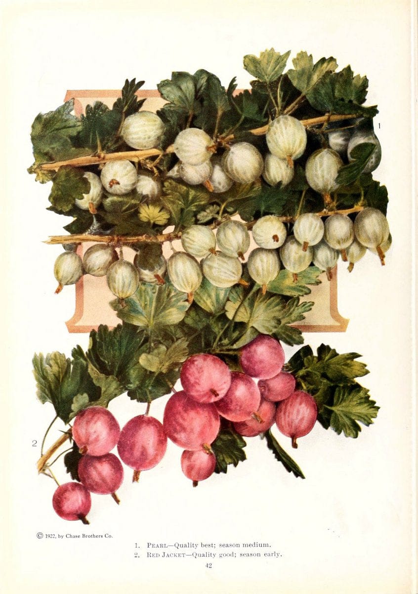 Chase fruit and flowers in natural colorsRochester, N.Y.,Chase brothers company[c1922] | Vintage Print Reproduction 450734