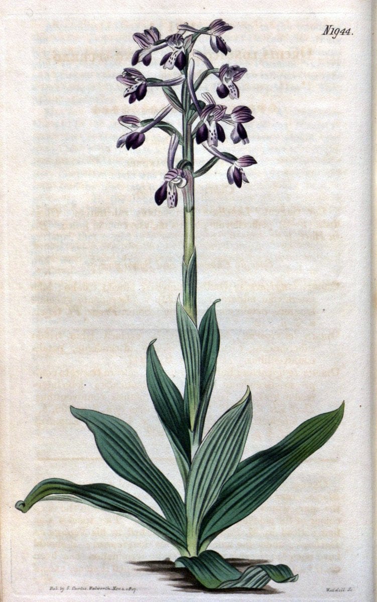 Curtis's botanical magazine. London ; New York [etc.] :Academic Press [etc.]. | "Botanical illustration" Botany Periodicals "Pictorial works" "Plants, Ornamental"  | Vintage Print Reproduction 450737