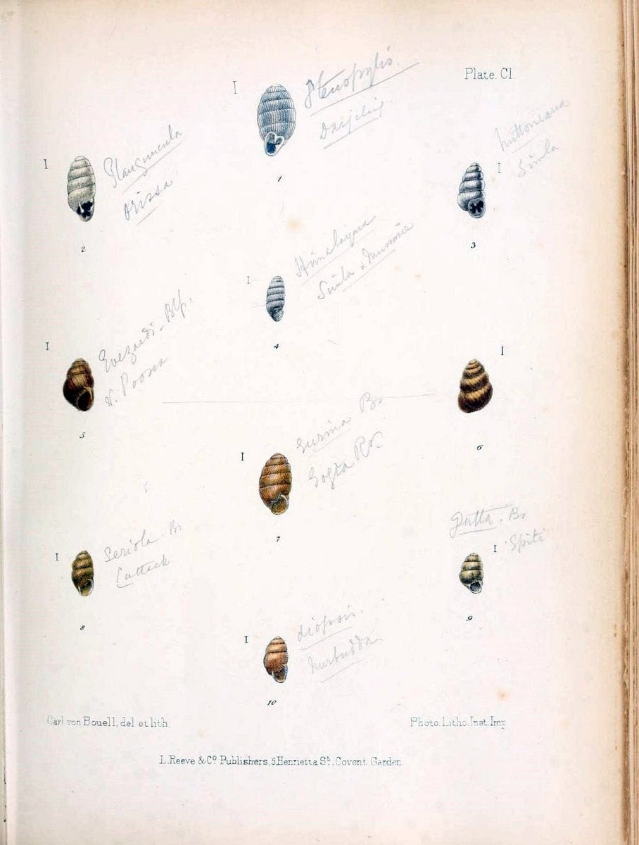 Conchologia indica,.London,1870-1876.. |  | Vintage Print Reproduction 450738