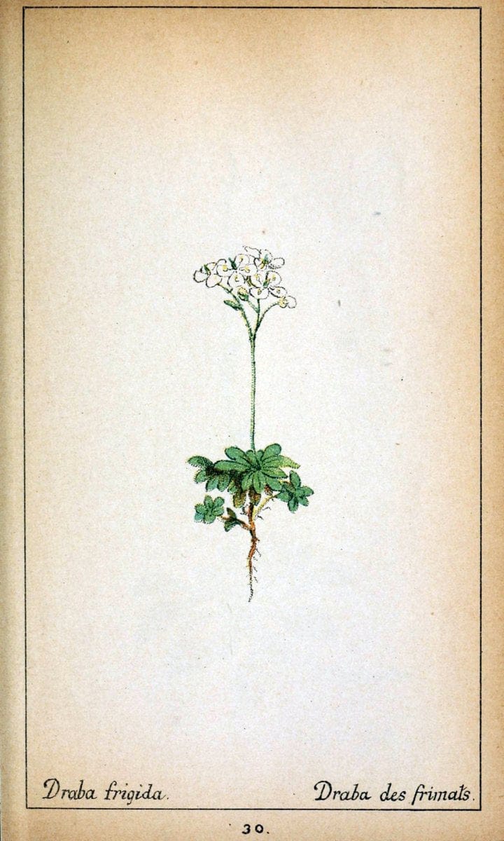 Choix de plantes de l'Europe centrale et particuliÃ¨rement de la Suisse et de la SavoieGe | Europe Central "Pictorial works" Plants "Savoy (France and Italy)" Switzerland  | Vintage Reproduction 450739