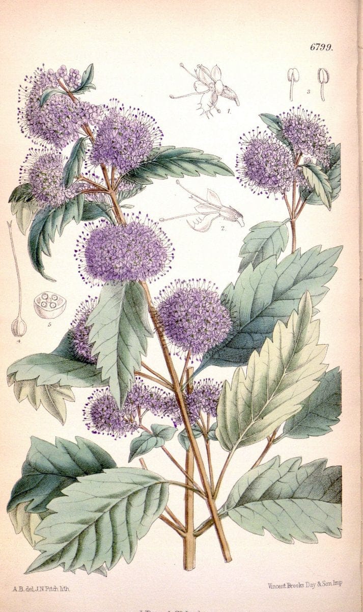 Curtis's botanical magazine. London ; New York [etc.] :Academic Press [etc.]. | "Botanical illustration" Botany Periodicals "Pictorial works" "Plants, Ornamental"  | Vintage Print Reproduction 450741