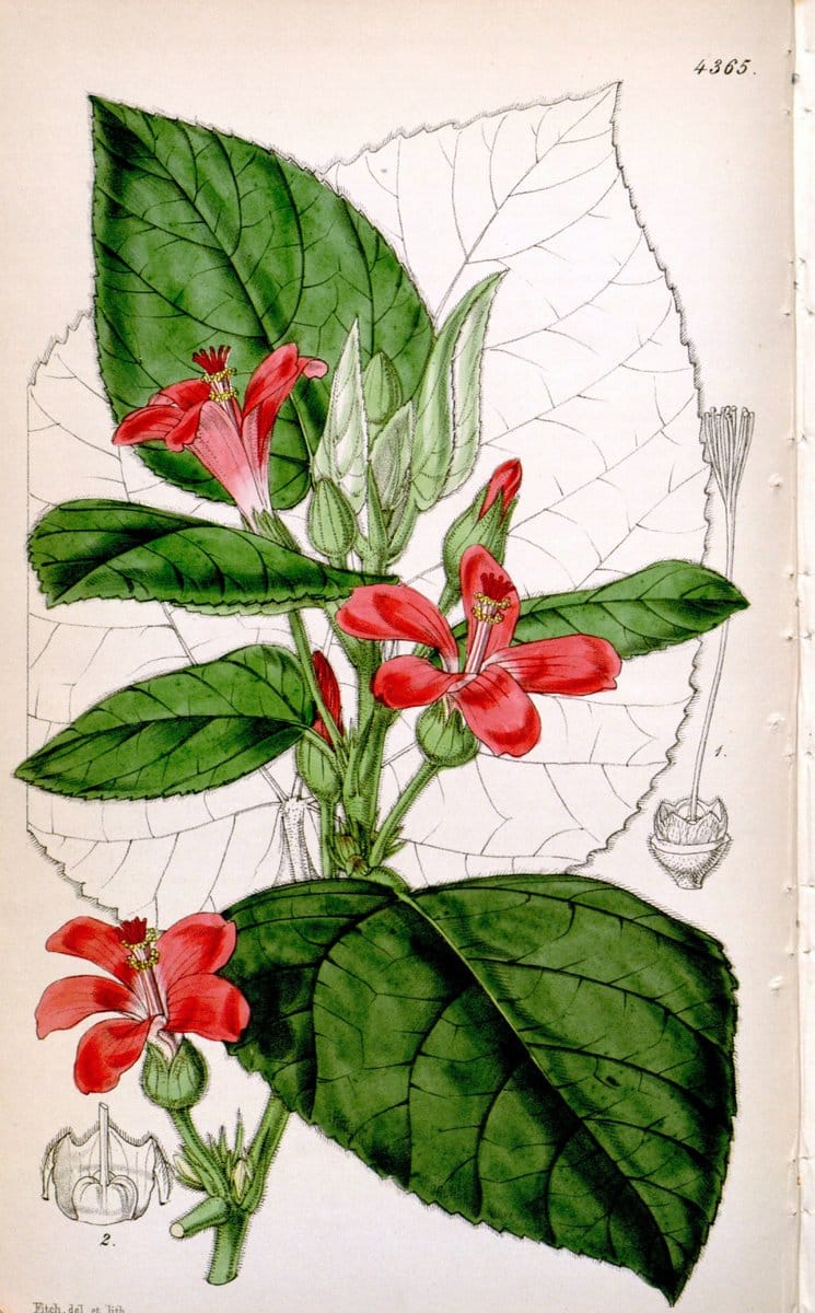 Curtis's botanical magazine. London ; New York [etc.] :Academic Press [etc.]. | "Botanical illustration" Botany Periodicals "Pictorial works" "Plants, Ornamental"  | Vintage Print Reproduction 450744