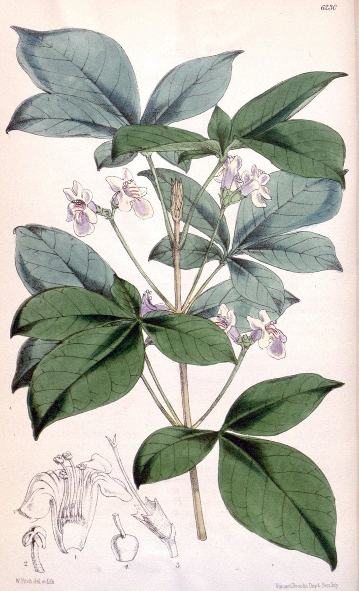 Curtis's botanical magazine. London ; New York [etc.] :Academic Press [etc.]. | "Botanical illustration" Botany Periodicals "Pictorial works" "Plants, Ornamental"  | Vintage Print Reproduction 450745