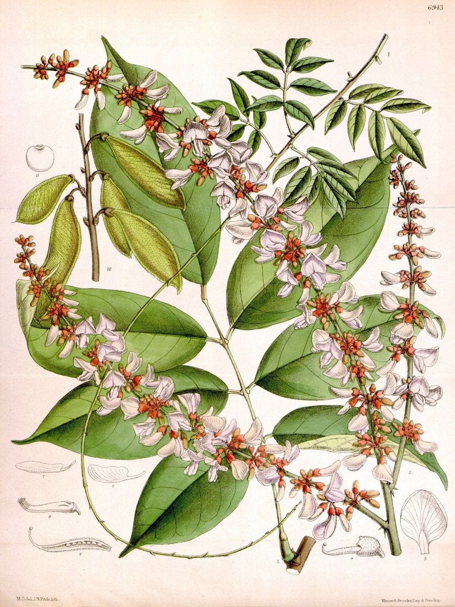 Curtis's botanical magazine. London ; New York [etc.] :Academic Press [etc.]. | "Botanical illustration" Botany Periodicals "Pictorial works" "Plants, Ornamental"  | Vintage Print Reproduction 450746