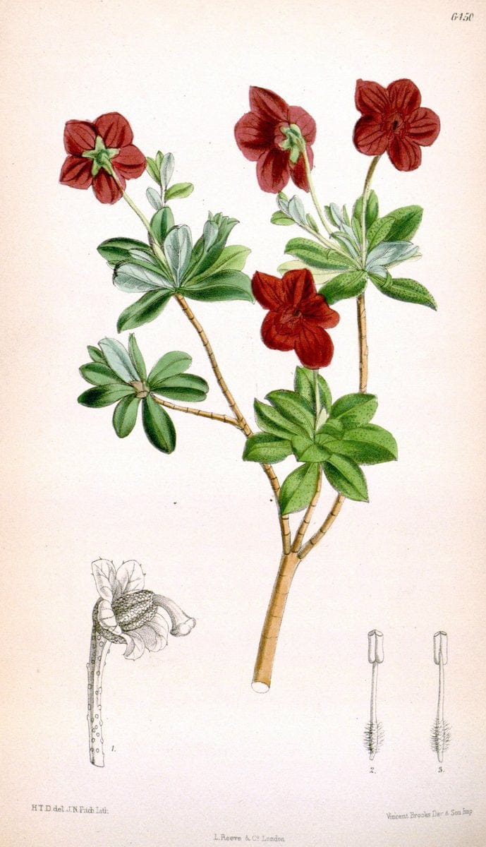 Curtis's botanical magazine. London ; New York [etc.] :Academic Press [etc.]. | "Botanical illustration" Botany Periodicals "Pictorial works" "Plants, Ornamental"  | Vintage Print Reproduction 450749