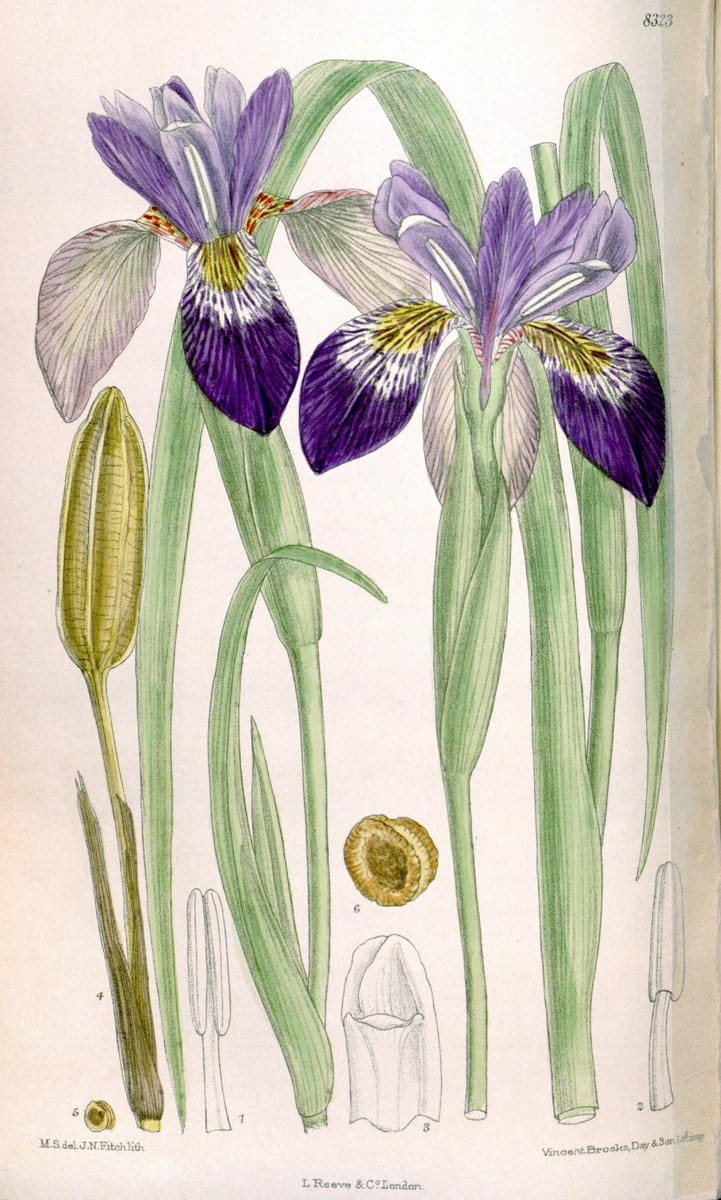 Curtis's botanical magazine. London ; New York [etc.] :Academic Press [etc.]. | "Botanical illustration" Botany Periodicals "Pictorial works" "Plants, Ornamental"  | Vintage Print Reproduction 450751