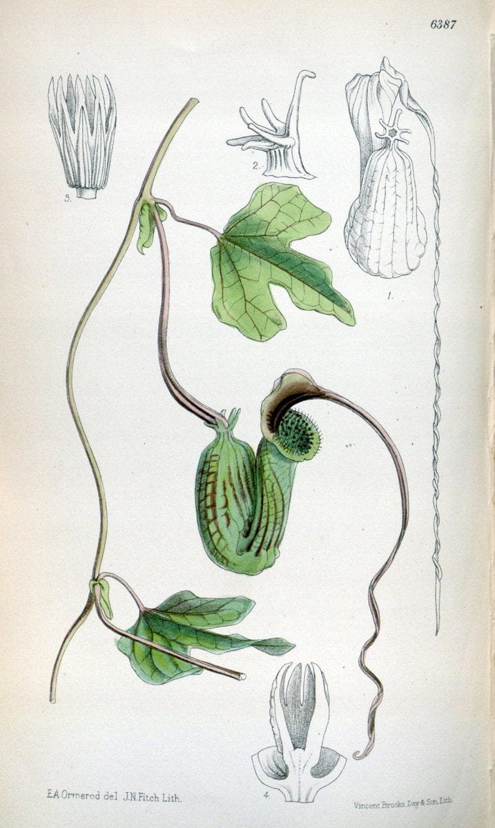 Curtis's botanical magazine. London ; New York [etc.] :Academic Press [etc.]. | "Botanical illustration" Botany Periodicals "Pictorial works" "Plants, Ornamental"  | Vintage Print Reproduction 450752