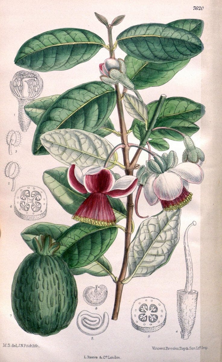 Curtis's botanical magazine. London ; New York [etc.] :Academic Press [etc.]. | "Botanical illustration" Botany Periodicals "Pictorial works" "Plants, Ornamental"  | Vintage Print Reproduction 450754
