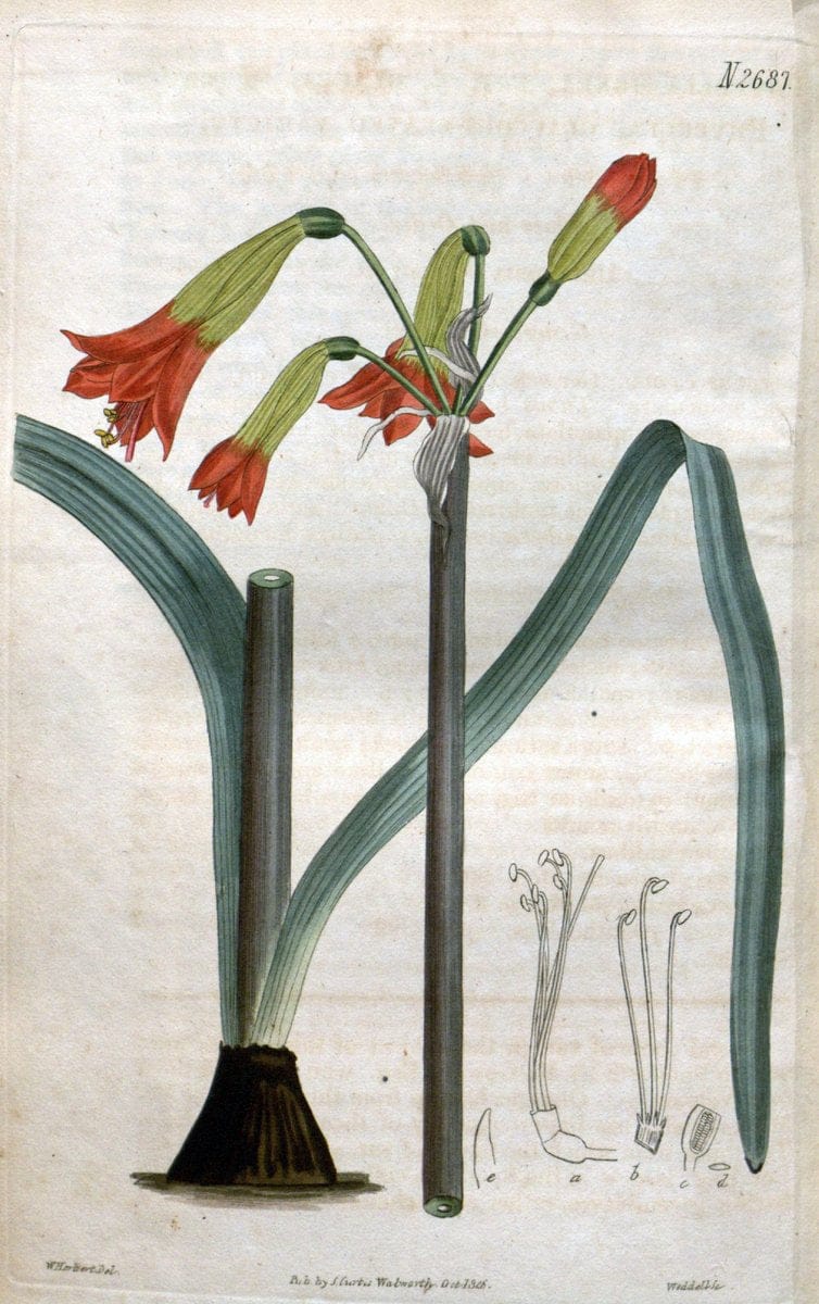 Curtis's botanical magazine. London ; New York [etc.] :Academic Press [etc.]. | "Botanical illustration" Botany Periodicals "Pictorial works" "Plants, Ornamental"  | Vintage Print Reproduction 450755