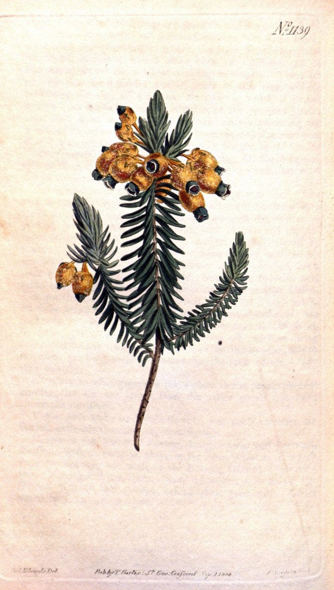 Curtis's botanical magazine. London ; New York [etc.] :Academic Press [etc.]. | "Botanical illustration" Botany Periodicals "Pictorial works" "Plants, Ornamental"  | Vintage Print Reproduction 450757