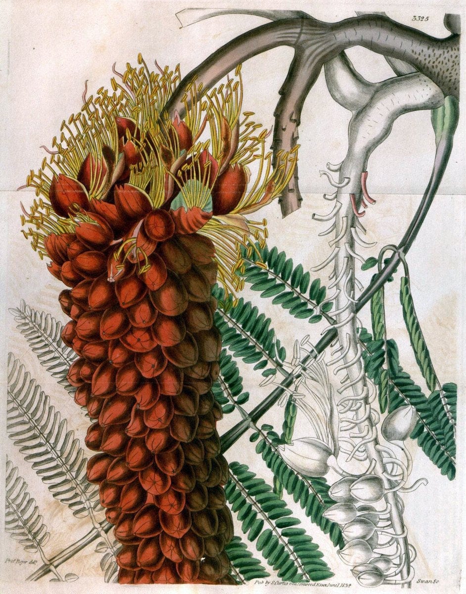 Curtis's botanical magazine..London ;New York [etc.] :Academic Press [etc.]. |  | Vintage Print Reproduction 450761