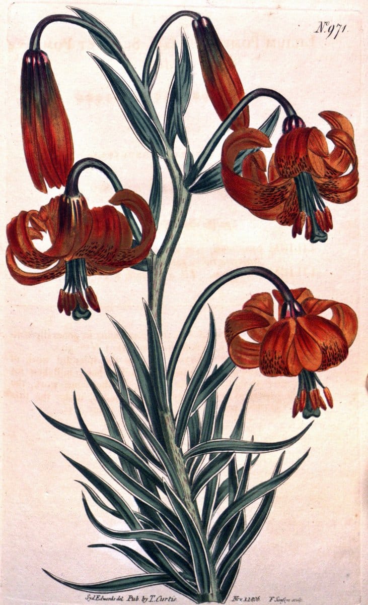 Curtis's botanical magazine. London ;New York [etc.] :Academic Press [etc.]. | Botany Periodicals "Pictorial works"  | Vintage Print Reproduction 450763