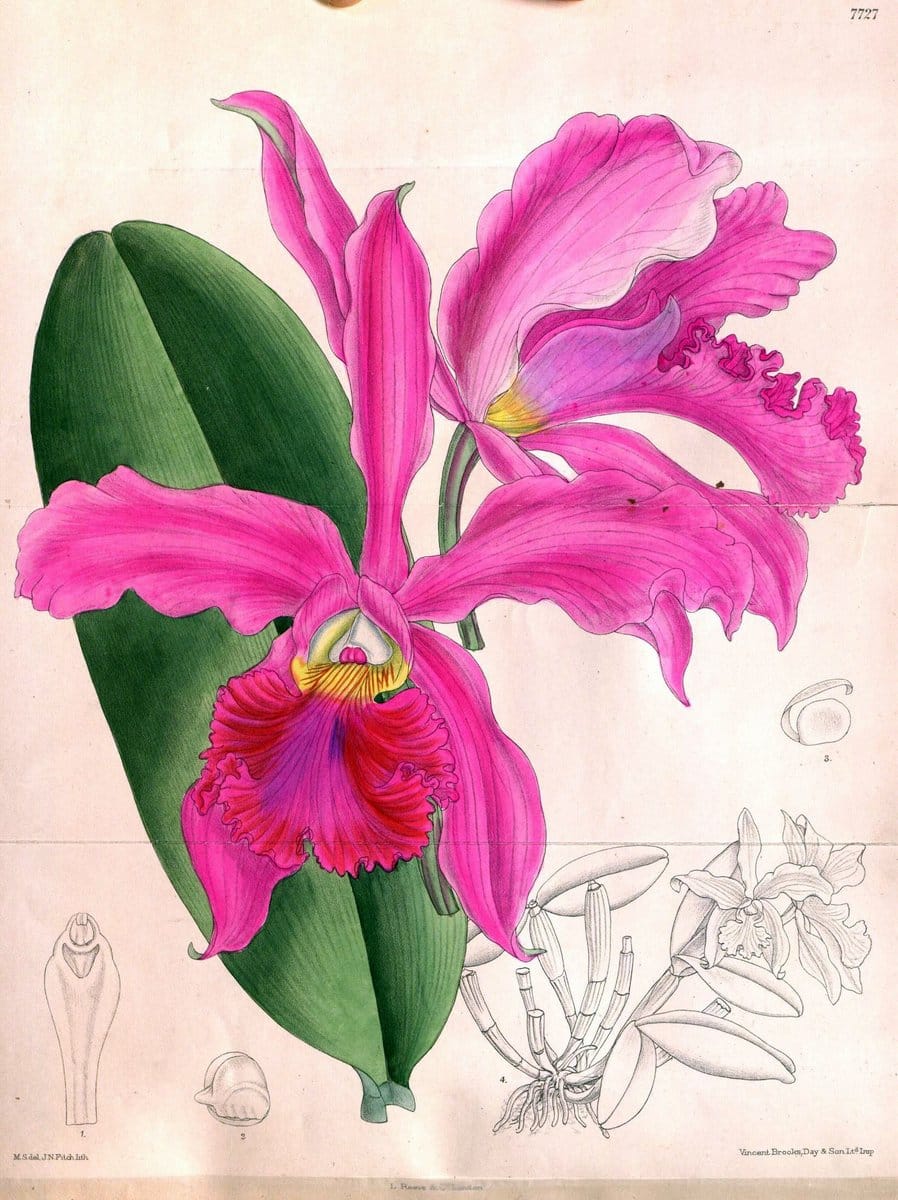Curtis's botanical magazine. London ;New York [etc.] :Academic Press [etc.]. | Botany Periodicals "Pictorial works"  | Vintage Print Reproduction 450765