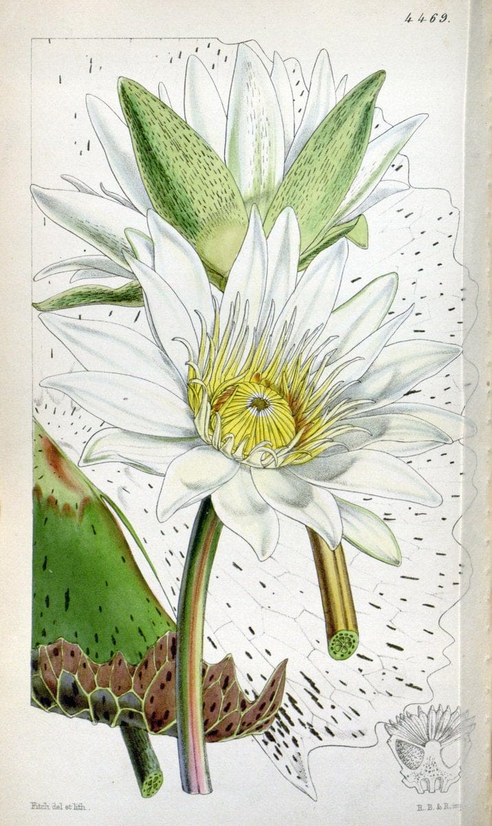 Curtis's botanical magazine. London ;New York [etc.] :Academic Press [etc.]. | Botany Periodicals "Pictorial works"  | Vintage Print Reproduction 450766