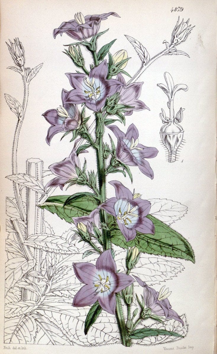 Curtis's botanical magazine. London ;New York [etc.] :Academic Press [etc.]. | Botany Periodicals "Pictorial works"  | Vintage Print Reproduction 450767