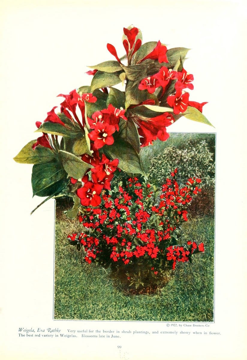 Chase fruit and flowers in natural colorsRochester, N.Y.,Chase brothers company[c1922] | Vintage Print Reproduction 450773