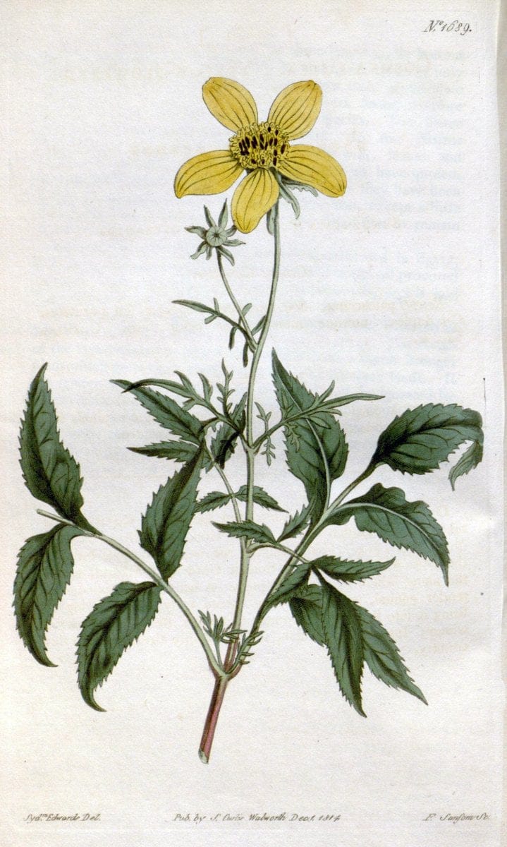 Curtis's botanical magazine. London ; New York [etc.] :Academic Press [etc.]. | "Botanical illustration" Botany Periodicals "Pictorial works" "Plants, Ornamental"  | Vintage Print Reproduction 450776