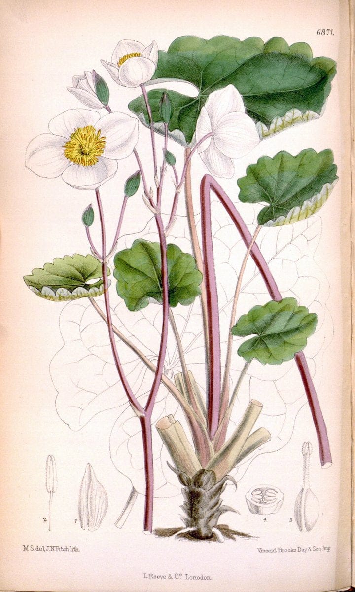 Curtis's botanical magazine. London ; New York [etc.] :Academic Press [etc.]. | "Botanical illustration" Botany Periodicals "Pictorial works" "Plants, Ornamental"  | Vintage Print Reproduction 450779