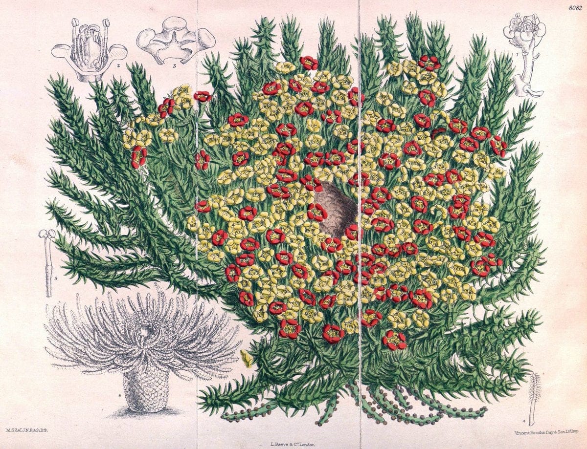 Curtis's botanical magazine. London ; New York [etc.] :Academic Press [etc.]. | "Botanical illustration" Botany Periodicals "Pictorial works" "Plants, Ornamental"  | Vintage Print Reproduction 450784
