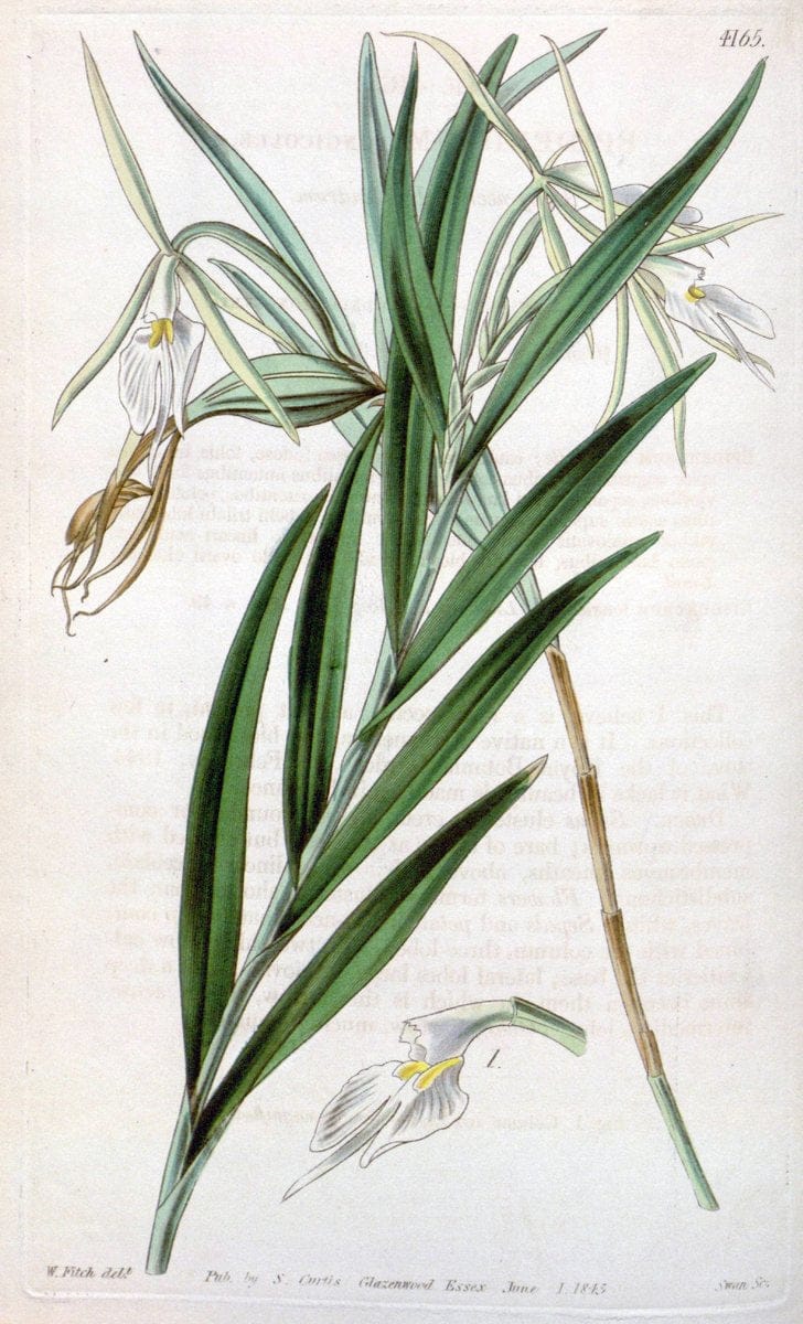 Curtis's botanical magazine. London ; New York [etc.] :Academic Press [etc.]. | "Botanical illustration" Botany Periodicals "Pictorial works" "Plants, Ornamental"  | Vintage Print Reproduction 450785