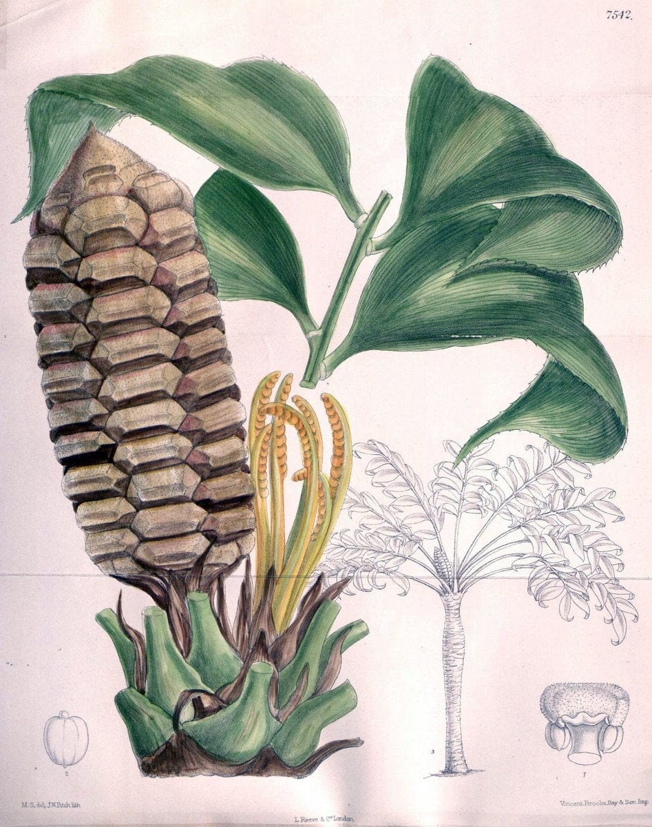 Curtis's botanical magazine. London ; New York [etc.] :Academic Press [etc.]. | "Botanical illustration" Botany Periodicals "Pictorial works" "Plants, Ornamental"  | Vintage Print Reproduction 450788