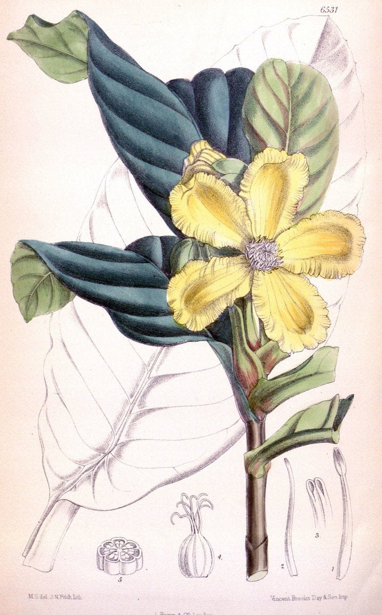 Curtis's botanical magazine. London ; New York [etc.] :Academic Press [etc.]. | "Botanical illustration" Botany Periodicals "Pictorial works" "Plants, Ornamental"  | Vintage Print Reproduction 450791