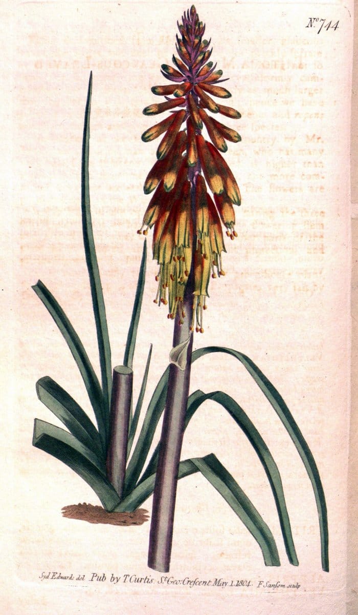 Curtis's botanical magazine..London ;New York [etc.] :Academic Press [etc.]. |  | Vintage Print Reproduction 450793