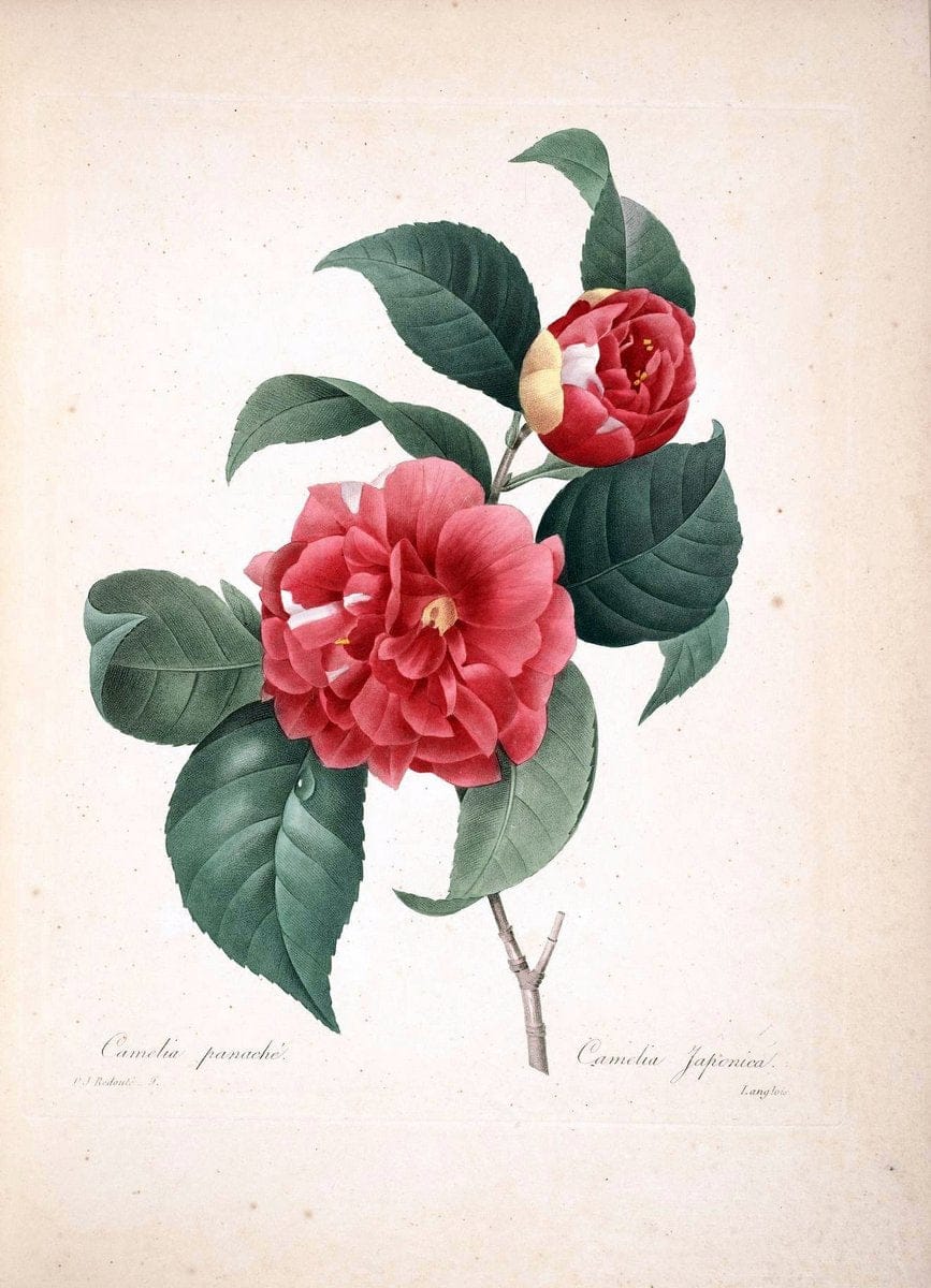 Choix des plus belles fleurs :.Paris :Ernest Panckoucke,[1833].  | 1833 Botany France Icones "Pictorial works"  | Vintage Print Reproduction 450798