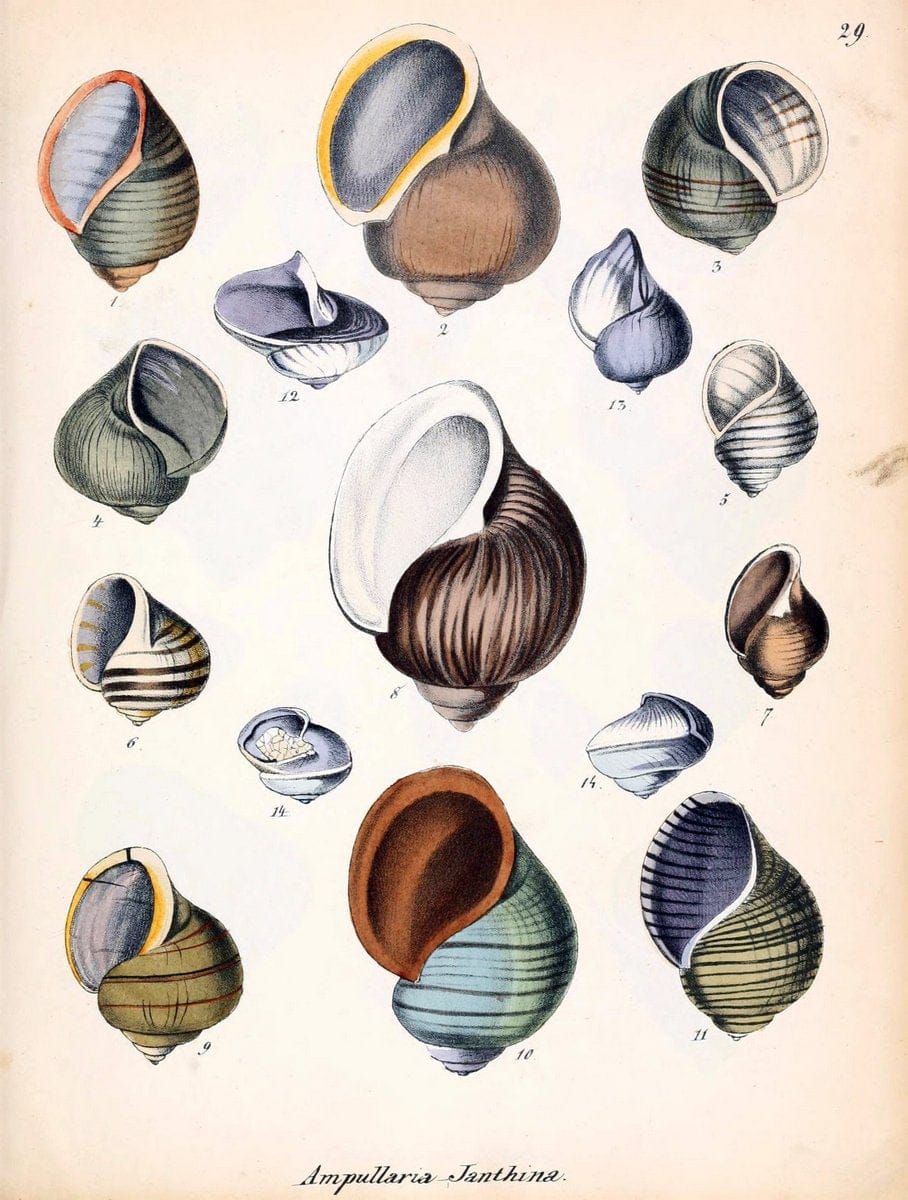 Conchylienbuch, oder, Allgemeine und besondere Naturgeschichte der Muscheln und Schnecke | Mollusks "Pictorial works"  | Vintage Print Reproduction 450802