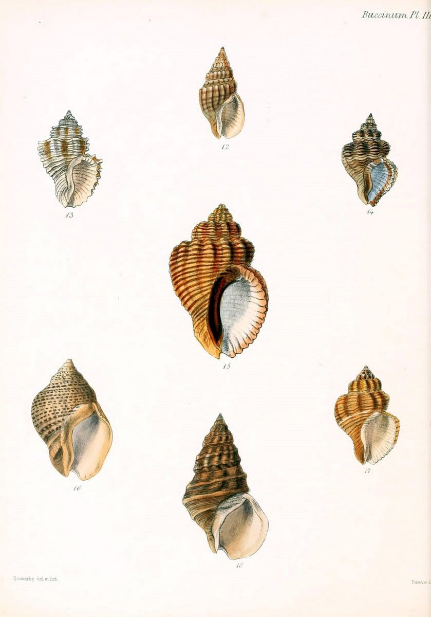 Conchologia iconica, or, Illustrations of the shells of molluscous animals /.London :Reeve, Brothers,1843-1878.. |  | Vintage Print Reproduction 450803