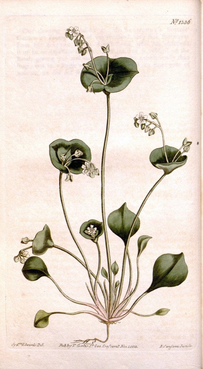 Curtis's botanical magazine. London ; New York [etc.] :Academic Press [etc.]. | "Botanical illustration" Botany Periodicals "Pictorial works" "Plants, Ornamental"  | Vintage Print Reproduction 450804
