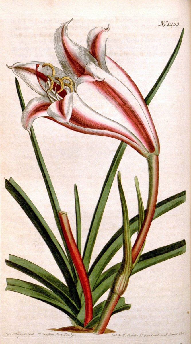 Curtis's botanical magazine. London ; New York [etc.] :Academic Press [etc.]. | "Botanical illustration" Botany Periodicals "Pictorial works" "Plants, Ornamental"  | Vintage Print Reproduction 450805