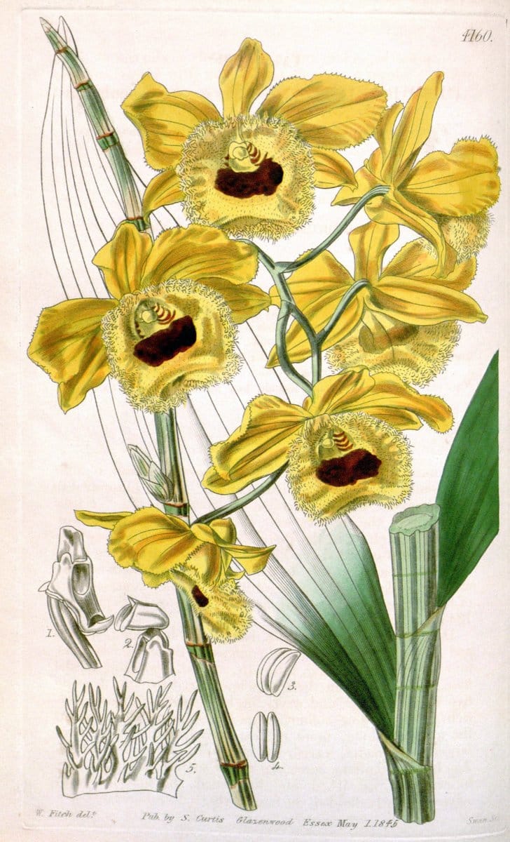 Curtis's botanical magazine. London ; New York [etc.] :Academic Press [etc.]. | "Botanical illustration" Botany Periodicals "Pictorial works" "Plants, Ornamental"  | Vintage Print Reproduction 450809