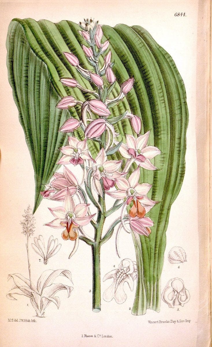 Curtis's botanical magazine. London ; New York [etc.] :Academic Press [etc.]. | "Botanical illustration" Botany Periodicals "Pictorial works" "Plants, Ornamental"  | Vintage Print Reproduction 450811